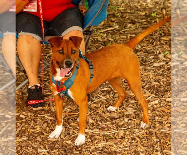 Medium Photo #14 Mutt Puppy For Sale in Canton, CT, USA