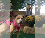 Small #22 American Pit Bull Terrier Mix
