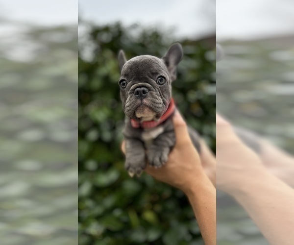 Medium Photo #3 French Bulldog Puppy For Sale in METUCHEN, NJ, USA