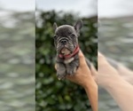 Small #2 French Bulldog