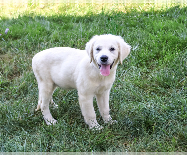 Medium Photo #5 Golden Retriever Puppy For Sale in SYRACUSE, IN, USA