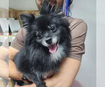 Small #6 Pomeranian