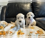 Small Photo #4 Golden Retriever Puppy For Sale in WATERBURY, CT, USA