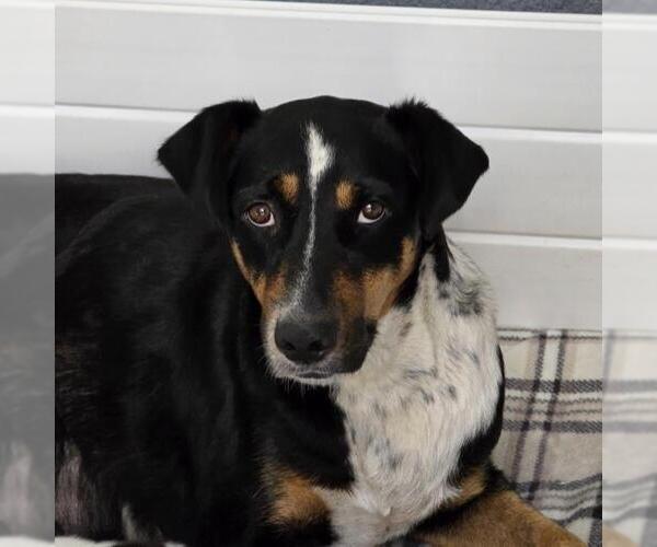 Medium Photo #9 Mutt Puppy For Sale in San Diego, CA, USA