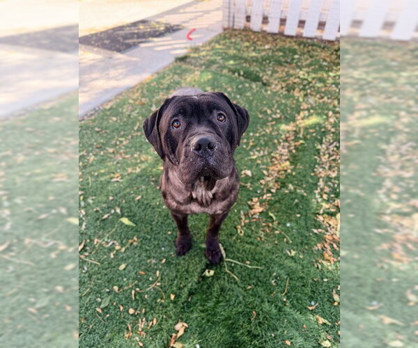Medium Photo #1 Mutt Puppy For Sale in Fremont, CA, USA
