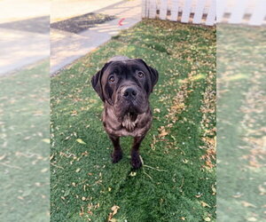 Mutt Dogs for adoption in Fremont, CA, USA