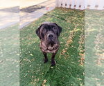 *ANGEL - Female Mutt Dog for Adoption - Small photo
