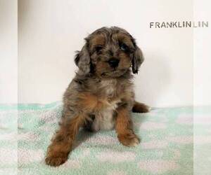 Aussiedoodle Miniature  Puppy for sale in JOHNSTOWN, NE, USA