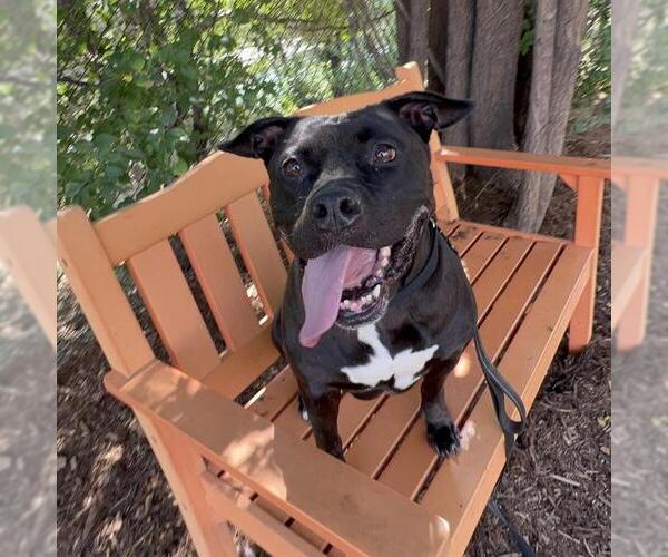 Medium Photo #4 American Pit Bull Terrier Puppy For Sale in Denver, CO, USA