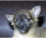 Small #16 Chihuahua