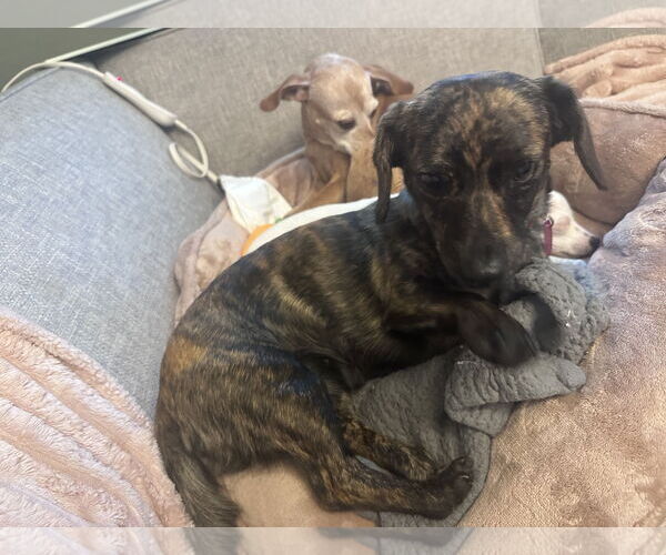 Medium Photo #4 Chiweenie Puppy For Sale in Bellevue, WA, USA