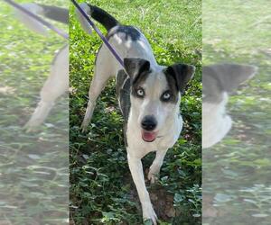 Catahoula Leopard Dog Dogs for adoption in Texas City, TX, USA