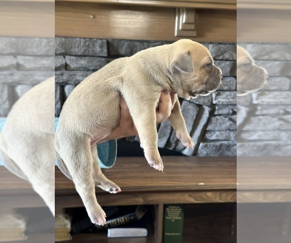Medium Photo #7 American Bully Puppy For Sale in BEULAVILLE, NC, USA