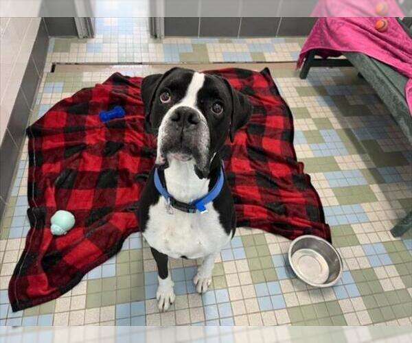 Medium Photo #1 Boxer Puppy For Sale in Fort Collins, CO, USA