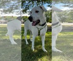 Small #2 Great Pyrenees Mix