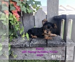 Puppy Cookie Yorkshire Terrier