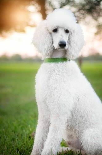 Medium Photo #1 Poodle (Standard) Puppy For Sale in DAYTON, TX, USA