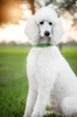 Small Photo #1 Poodle (Standard) Puppy For Sale in DAYTON, TX, USA
