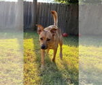 Small #2 Golden Retriever Mix