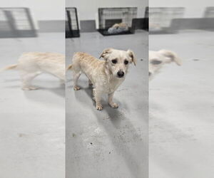 Kirby/Vibe #1846 - Male Colonial Cocker Spaniel Dog for Adoption - Photo #4