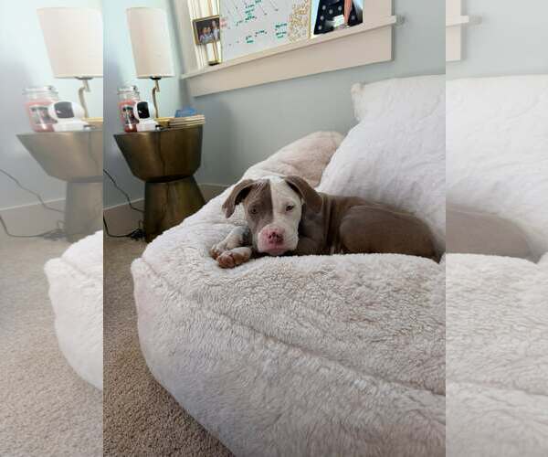 Medium Photo #2 American Staffordshire Terrier-Unknown Mix Puppy For Sale in Spring Lake, NC, USA