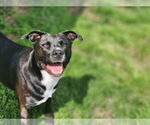 Small #23 American Staffordshire Terrier Mix
