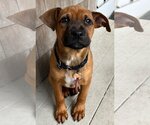 Small Photo #9 Black Mouth Cur-Unknown Mix Puppy For Sale in Wakefield, RI, USA