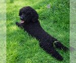 Small Photo #1 Goldendoodle mix (+ Poodle Miniature) Puppy For Sale in ASTORIA, OR, USA