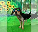 Small #2 Beagle