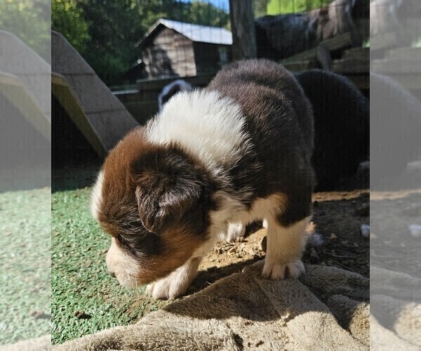 Medium Photo #19 Australian Shepherd Puppy For Sale in NELSON, VA, USA