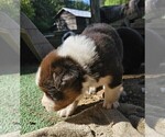 Small #18 Australian Shepherd