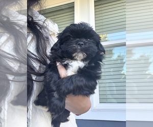 Shih Tzu Puppy for sale in LYNNWOOD, WA, USA
