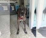 Small #8 Great Dane