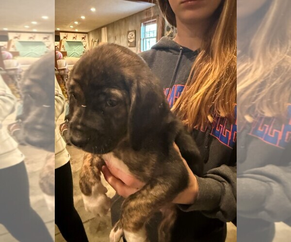 Medium Photo #1 Golden Treeing Coonhound Puppy For Sale in GALENA, IL, USA