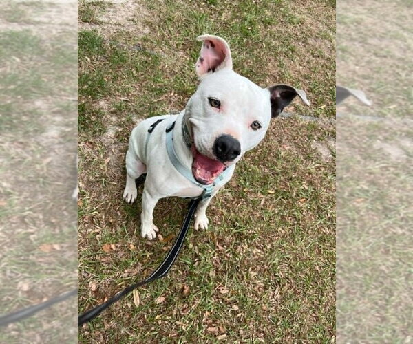 Medium Photo #5 Mutt Puppy For Sale in Abbeville, LA, USA