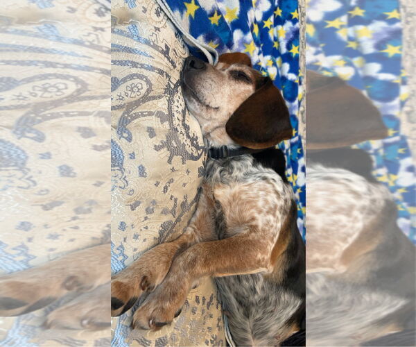 Medium Photo #3 Beagle Puppy For Sale in Clinton , MI, USA