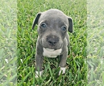 Small Photo #14 Staffordshire Bull Terrier Puppy For Sale in HUMBLE, TX, USA