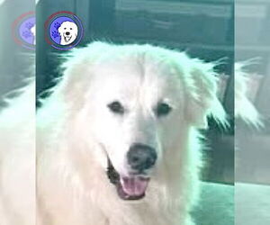 Great Pyrenees Dogs for adoption in Spring, TX, USA