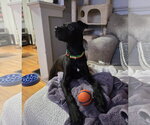 Small Photo #3 Labrador Retriever-Unknown Mix Puppy For Sale in Germantown, OH, USA