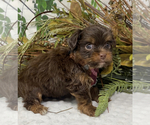 Small Photo #14 Shorkie Tzu Puppy For Sale in SELLERSBURG, IN, USA