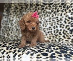 Small #2 Cavapoo