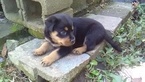 Small Photo #9 Rottweiler Puppy For Sale in ADEL, IN, USA