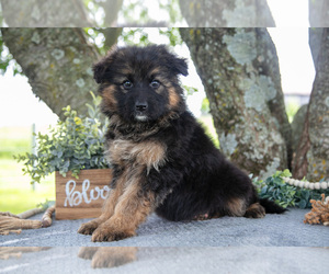 German Shepherd Dog Litter for sale in SALEM, IN, USA