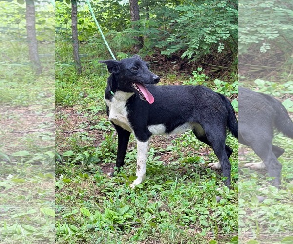 Medium Photo #4 Mutt Puppy For Sale in HOPKINSVILLE/PRINCETON, KY, NH, USA