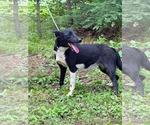 Small #3 Mutt