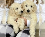 Small Photo #8 Goldendoodle Puppy For Sale in SOUTHBURY, CT, USA