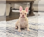 Puppy Rusty French Bulldog