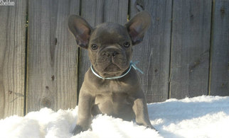 French Bulldog Puppy for sale in CORBIN, KY, USA