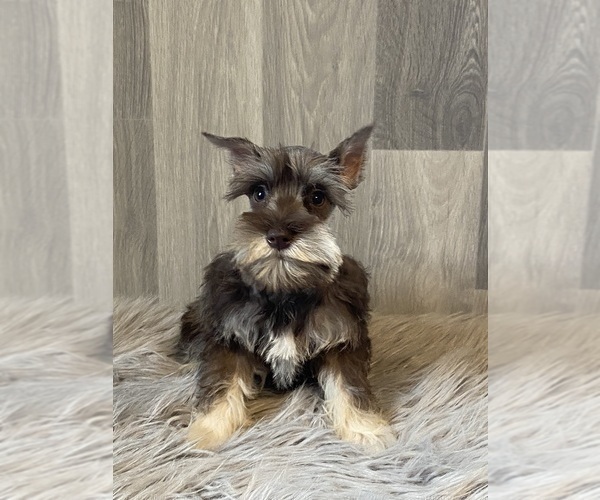 Medium Photo #4 Schnauzer (Miniature) Puppy For Sale in CANOGA, NY, USA