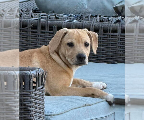 Medium Photo #1 Mutt Puppy For Sale in pomfret, CT, USA